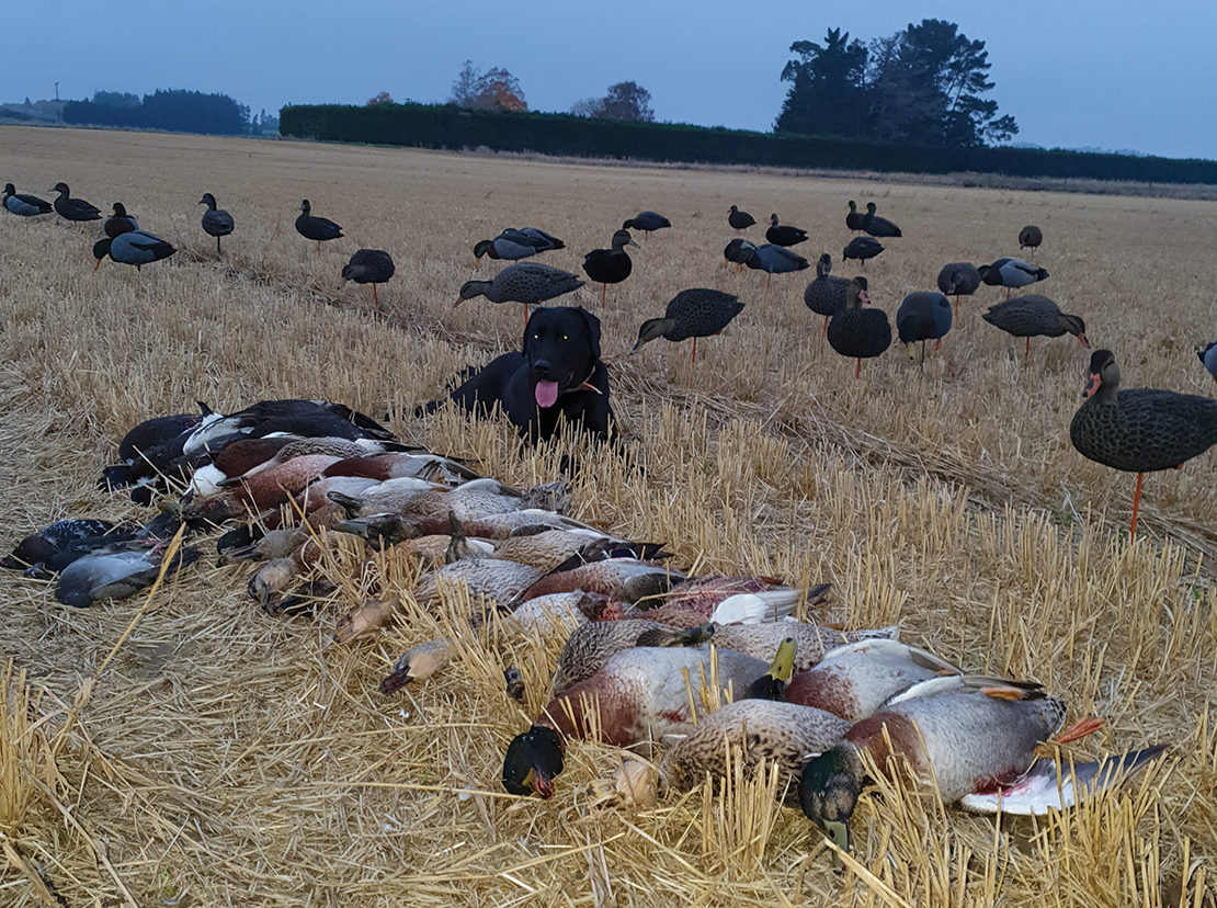Not much can compare to a full-body decoy stubble hunt.