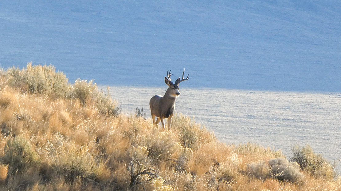 A young 3x4 buck standing proud amid the sagebrush.
