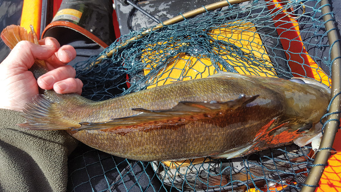 Large fish are thick across the back with good fillets but watch those dorsal spines!