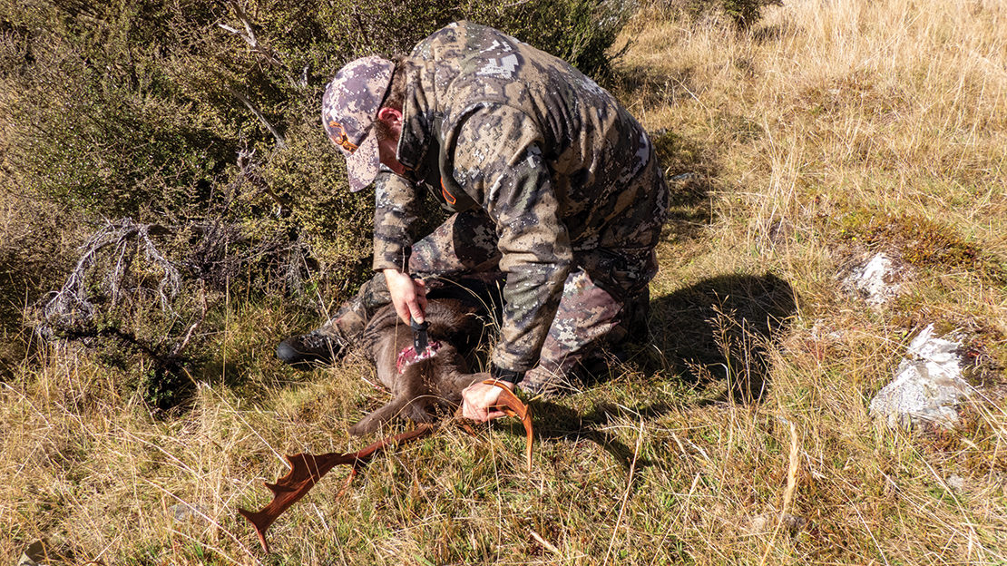 Putting the SOG to work by removing the head of a fallow buck.