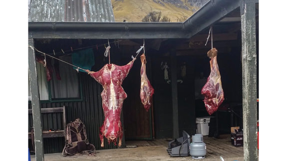 Aging meat at a long-term camp.