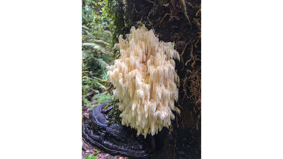 Hunting is such an immersive experience; it pays to slow down at times and let your senses adjust to your new surroundings. Pay attention to the amazing sights around you – even the small life forms like this coral fungus sitting on top of a bracket fungus.
