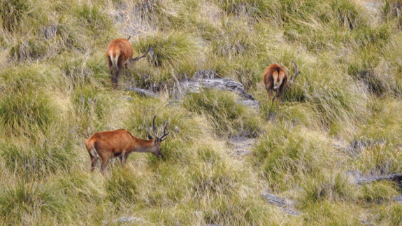 One of the groups of young stags spotted on the trip.