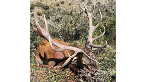A great example of a big old Otago stag.