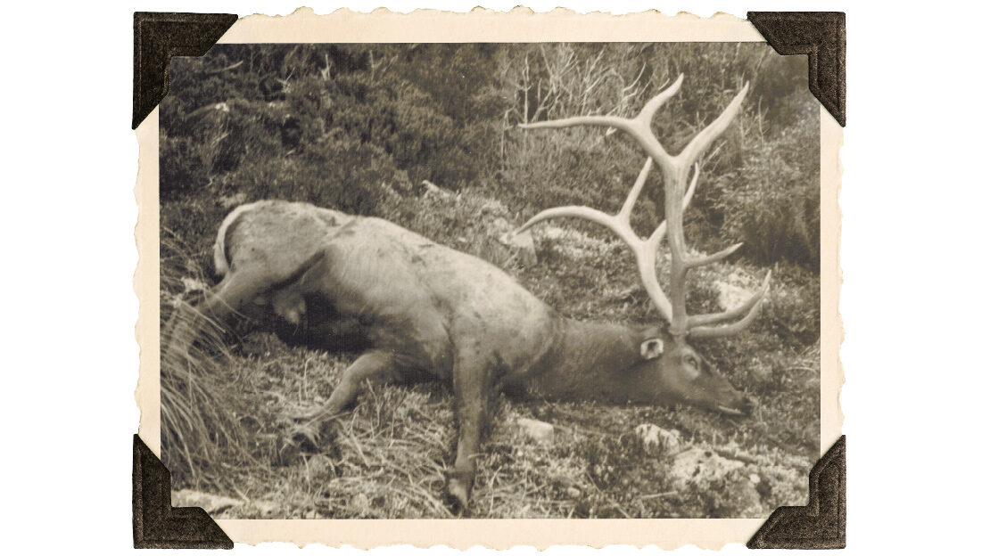 Furkert’s wapiti trophy with its long throwback antlers – 57¾ inches long.