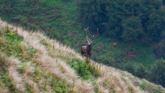 The excitement is extreme when you’re only yards away from a stag in the peak of the Roar. Photo: Tim Lewis
