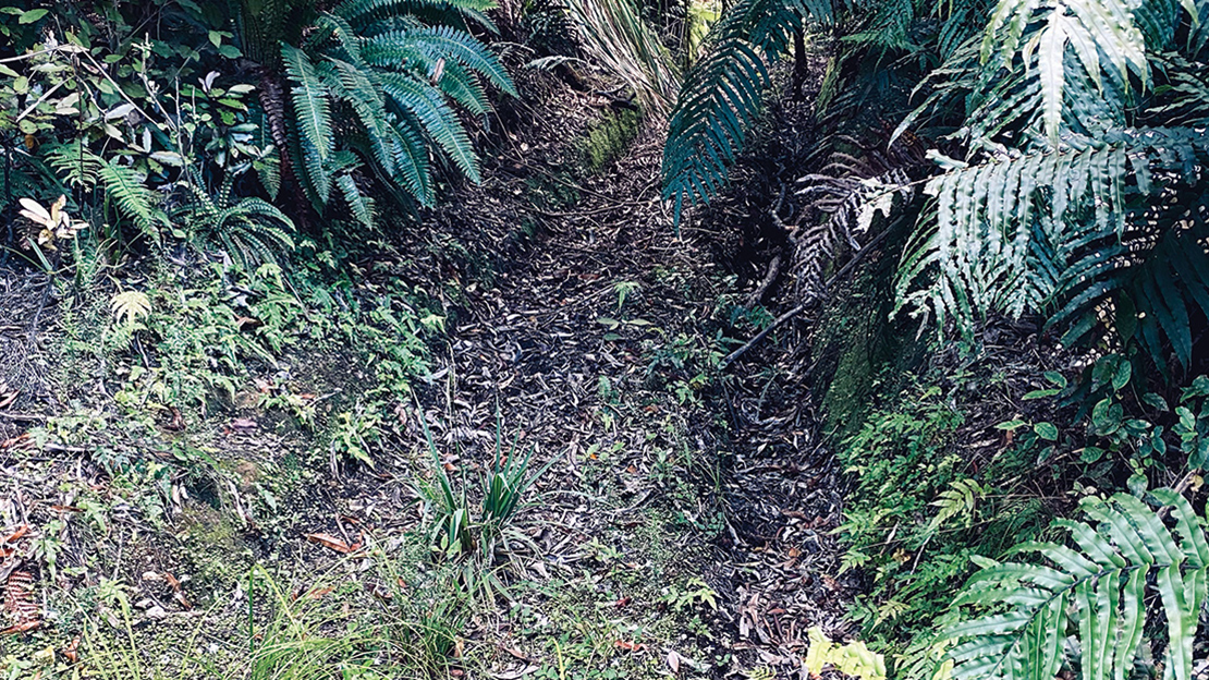 Quad bike trails like this are seen throughout the Traverse and provide good access to hunting locations.
