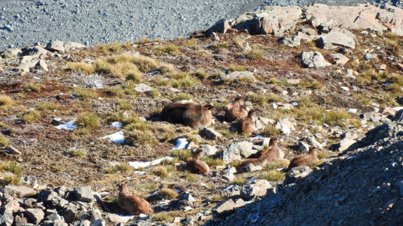 High east coast Himalayan tahr numbers a few years back before the major culling operations certainly weren’t ideal for conservation and herd health.