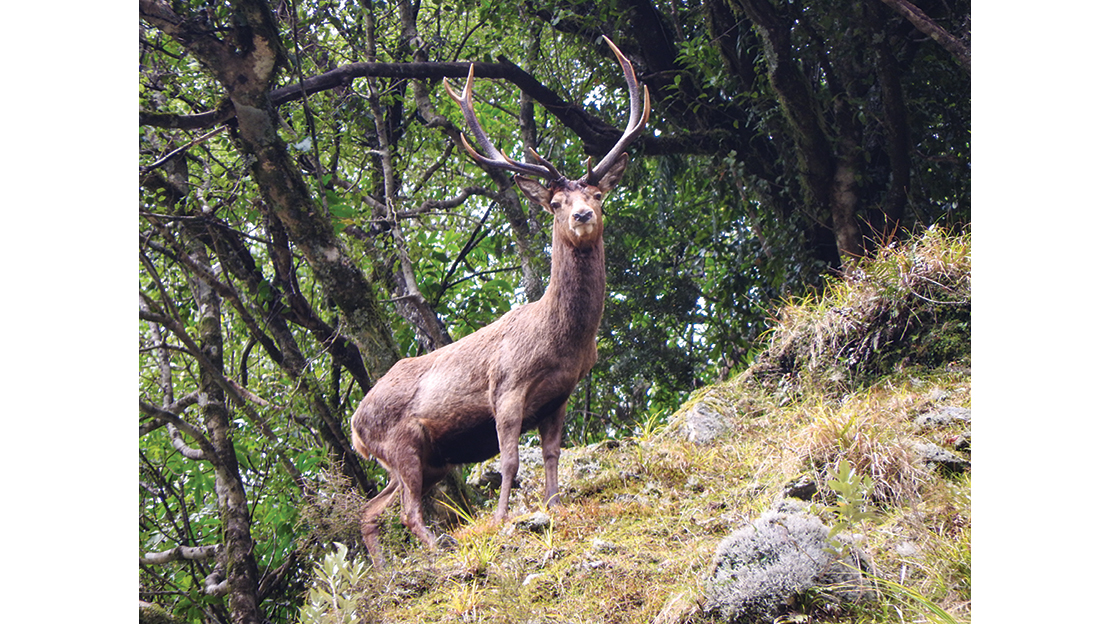 Having the mindset of caretakers rather than consumers will allow young stags to reach their full potential, females to breed annually and ecosystems to thrive.