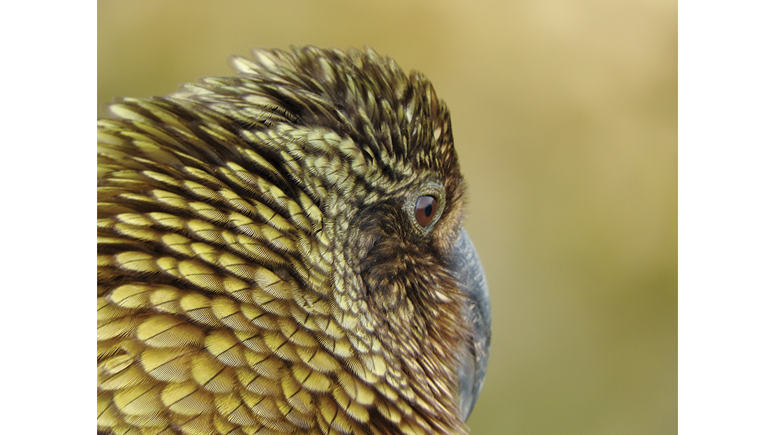 Keeping non-hunting-based communities on our side involves managing and maintaining a healthy balance between native flora and fauna and introduced game animals – kea are extremely valued by all public-land users.