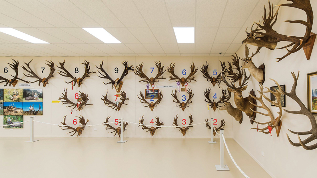 Series of shed antlers from the same stags at The World of Deer Museum showing the progression of antlers over the years. (Blue: Herbrand; Red: Endsleigh; Black: Hotspur)