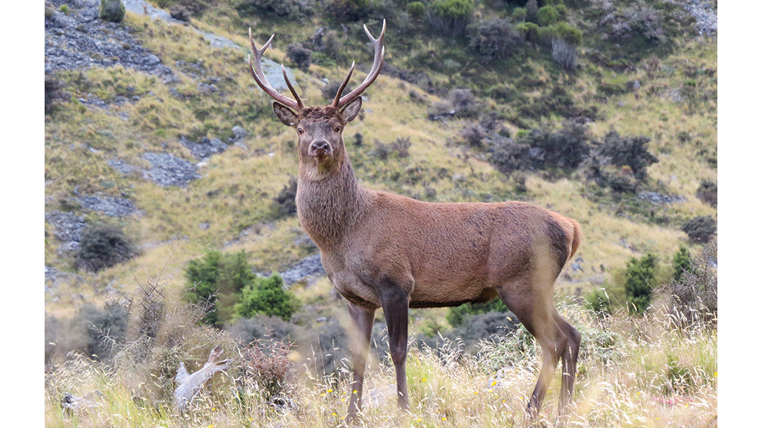 Mature animals have optimum body size and strength, along with their optimum antlers. They maintain much mass through their neck and into their barrel, matching it proportionally with well-developed hind legs. Their gut may sink slightly lower than their chest, but their strong back has not begun to weaken and sag to the gut’s weight. Their level headset matches the evenness in their mass throughout. Their rump, too, is more rounded and matches the bulk and depth throughout the entire body. They’re in their prime and they appear thick and powerful, but not yet diminishing in muscle capability or strength as their purposeful, balanced movement shows. While the body gives the most consistent cues for judging a stag’s age, be aware that after the rut, stags have lost a great deal of weight, and older and mature stags that rutted hard may appear to have a leaner body and longer legs because of this. That’s why it’s so important to take into account many different factors and develop a well-rounded view to assess the animal’s age; don’t rely too heavily on any one thing.