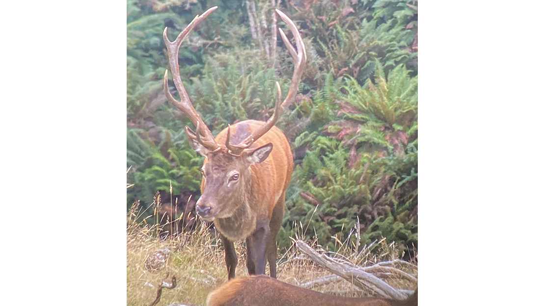 Low pedicles, flat head, lightening around his eyes and sagging under his jaw are signs that this stag is mature. His body confirmation supports this as well.