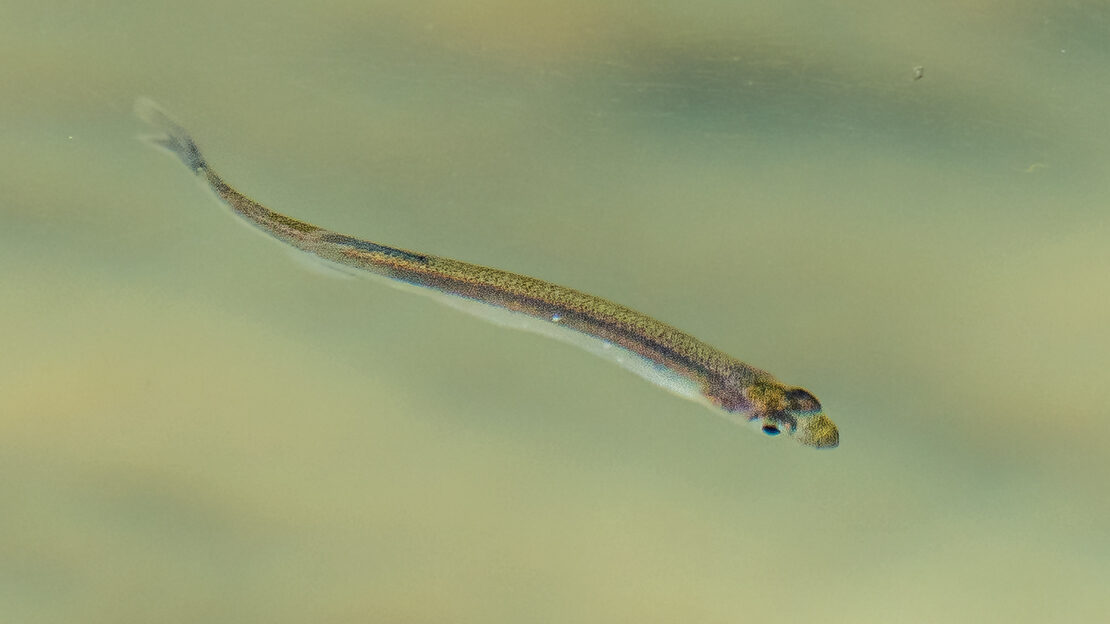 The NZ common smelt.