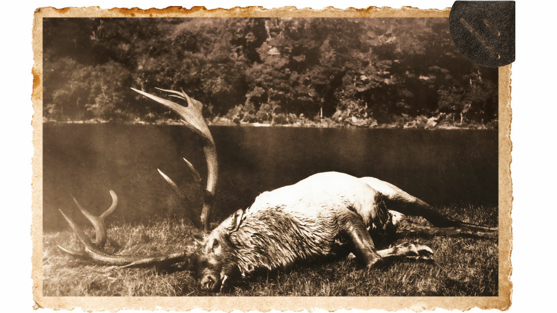The photograph which instantly confirms Donald’s claim to stalking history: the first licensed wapiti bull shot in New Zealand.