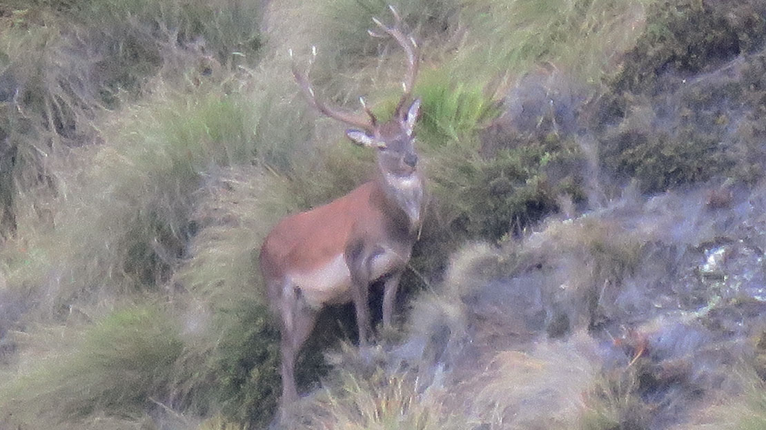 A 10 point Red stag from a previous trip. Great to see these sort of stags when out searching for a big boy.
