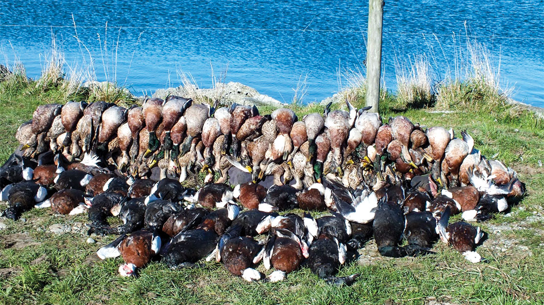 What a way to start the gamebird season – great hunting. Lots of ducks and great memories made with friends.
