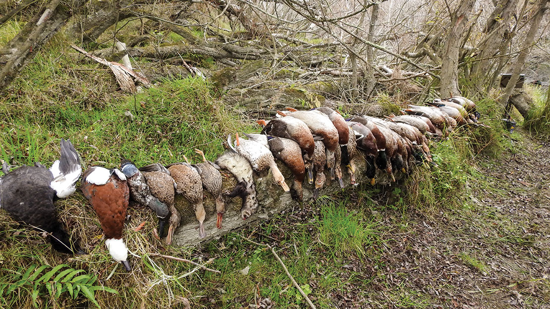 The start of a good Opening Morning. A real mixed bag including spoonies, parries and a ferret!