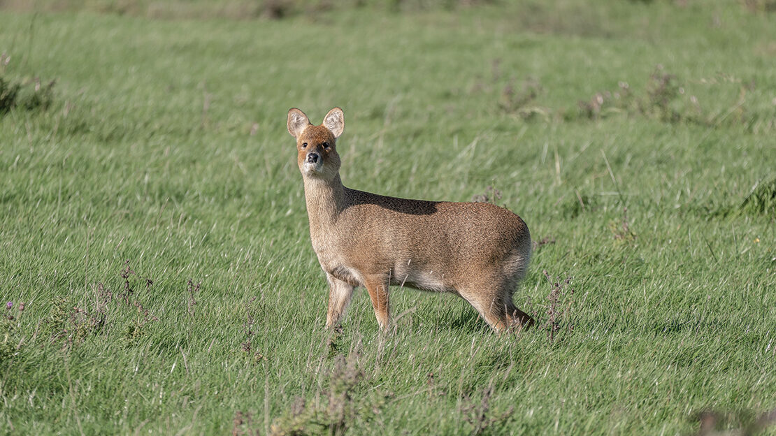 A chubby Chinese water deer on full alert.