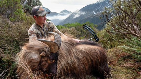 Eight-year-old bull tahr up high in the valley.