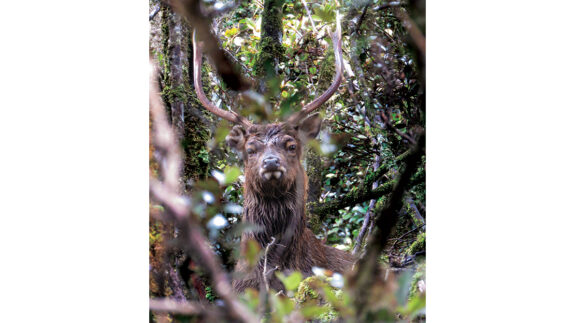 Up close to a sika stag in the bush – when it all comes together.