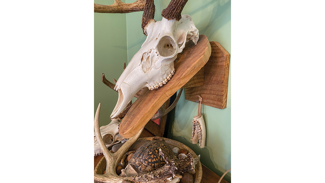 Lindsay’s trophy displayed with jawbones representing the buck’s age. Photo: Lindsay Thompson Jr