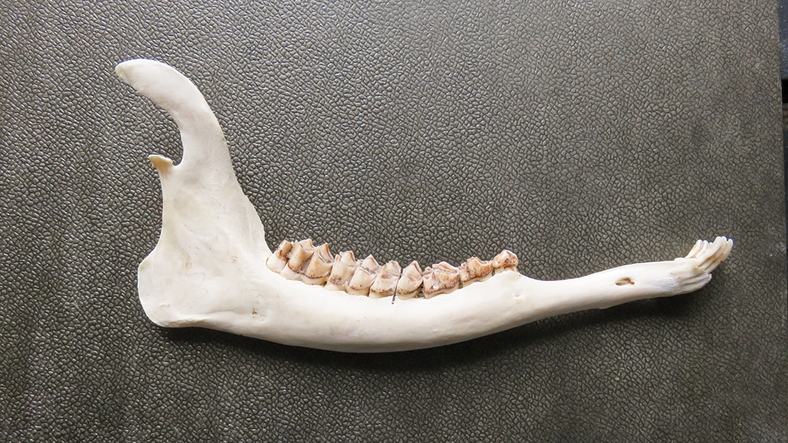 A clean jawbone sent into the Stewart Island Whitetail Research Group for data on the age and health of the deer harvested. Photo: John Delury