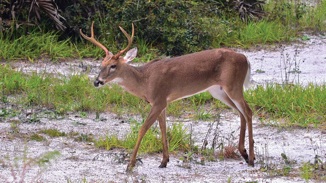 This young, 3½-year-old buck with long-looking legs has shoulders that are heavier than his hind end. His body, especially his hind end, appears angular. Photo: Tim Lewis