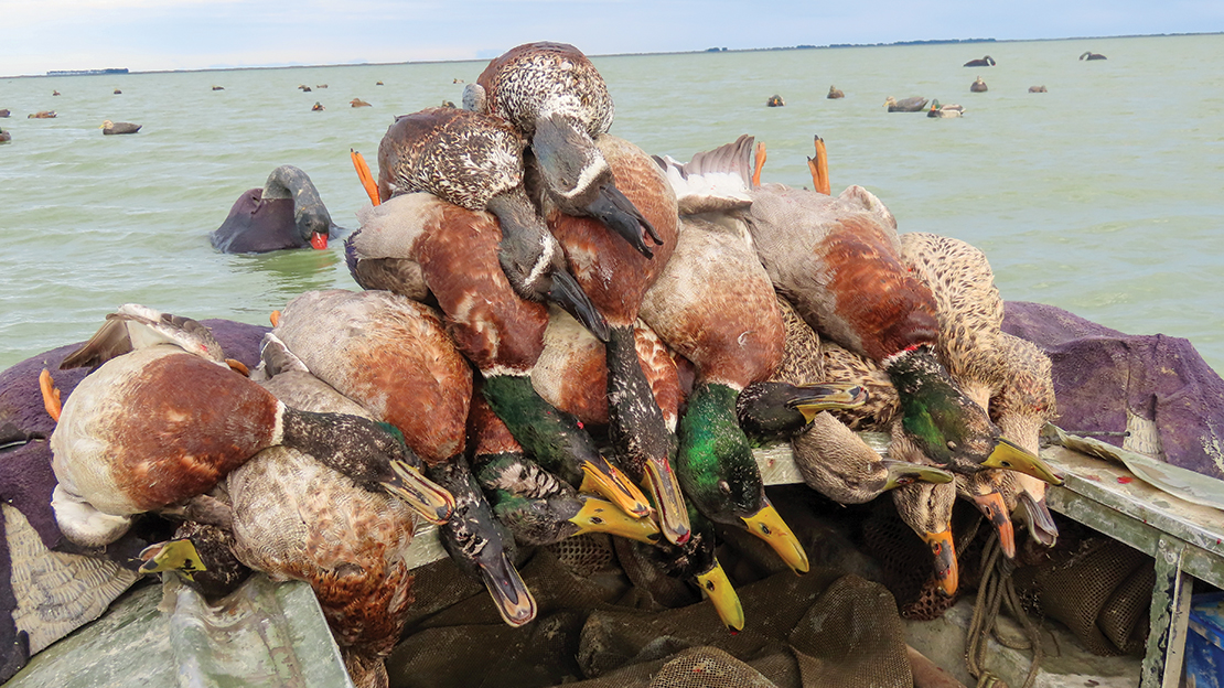 Bag for the day. Mostly mallard drakes; spoonies were drakes as usual.
