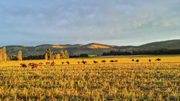 Fields of gold in Southland.