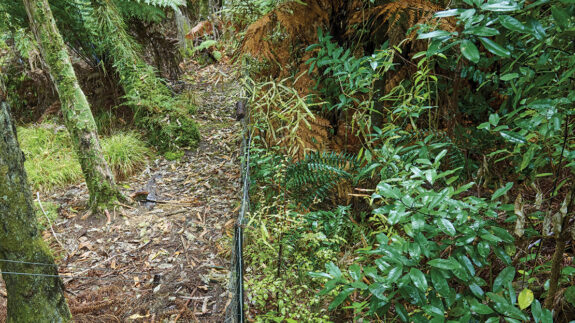 A plot at Ōkataina near Rotorua fenced off to exclude wallabies shows the damage (at left) wallabies do to our native forest. Photo: Biosecurity New Zealand