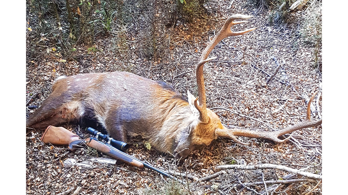 My 9-point stag prior to gutting and carrying out