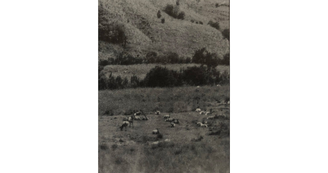 A Mob of Deer in the Urewera taken in the early 60s