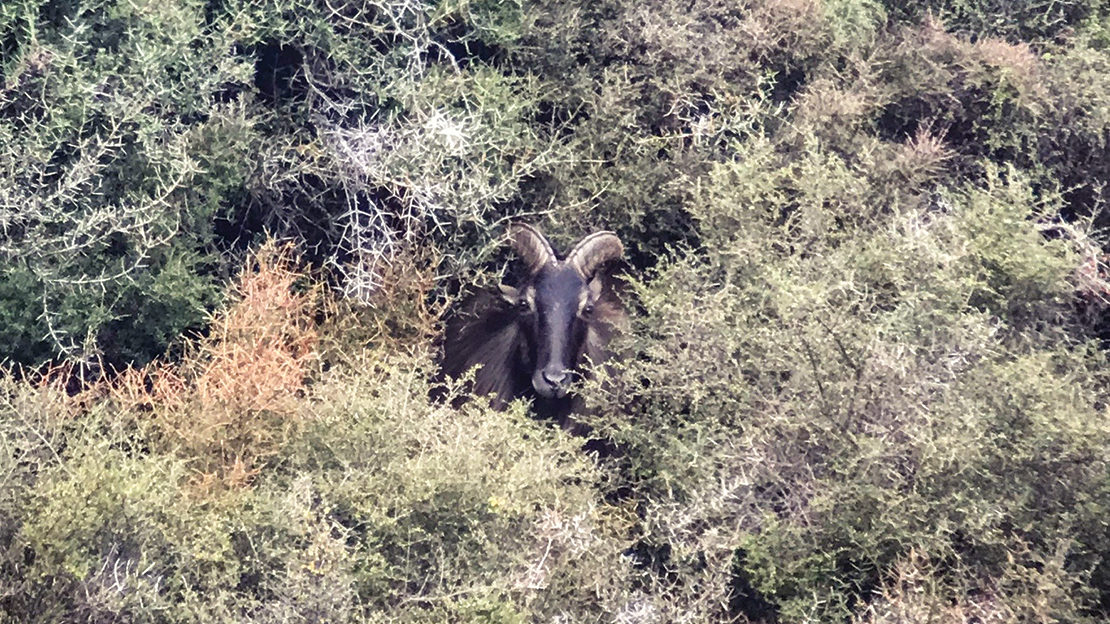 The bull tahr that got away – we spotted him in the matagouri after lingering in our glassing spot.