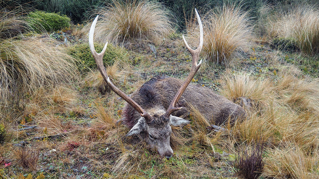 My sika trophy: mid-30s in length with a 192 Douglas Score